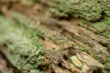 Old rotten wood weathered mouldering tree.