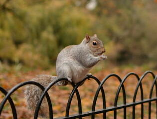 Squirrel eating nuts in St James's Park