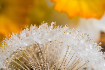 Rain drops on dandelion and daffodils in the background with sunlight and macro lens.