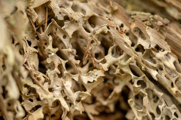 Old rotten wood weathered mouldering tree.