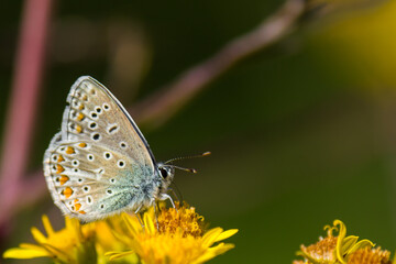 Fototapeta na wymiar Common blue butterfly (Polyommatus icarus) drinking nectar against blurred background