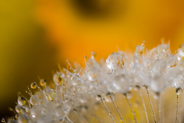 Rain drops on dandelion and daffodils in the background with sunlight and macro lens.