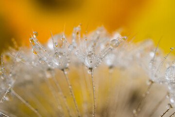 Rain drops on dandelion and daffodils in the background with sunlight and macro lens.