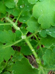 dew on leaf