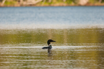 Common Loon swimming on a lake