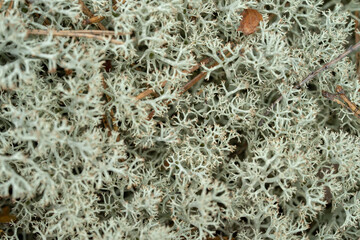 Naklejka premium Reindeer lichen under natural conditions. Spring.