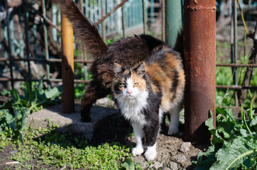 The street cat is walking. Yard abandoned cat. Thoroughbred pet.