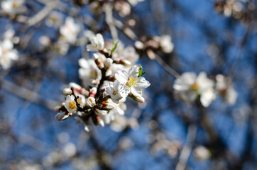 Apricot flowers. White spring flowers.