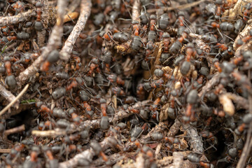 Close-up of ants nest in spring forest.