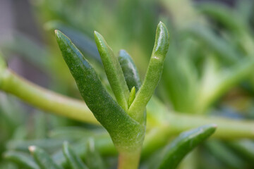 Obraz premium Pigface Karkalla Sea fig Beach bananas (Carpobrotus rossii) edible plant