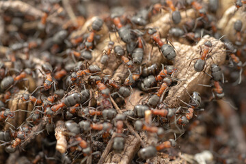 Many forest ants, close-up view.