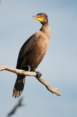Double-Crested Cormorant perched on a tree branch against blue sky