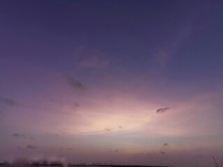 seagull in the sky