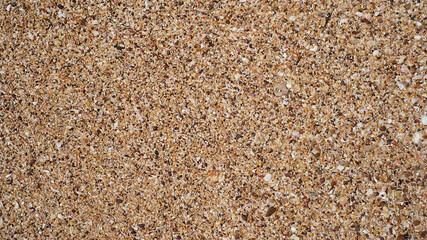 Seashells on the beach sand, In summer, Texture background, Top view