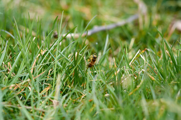 A bee climbing in young grass