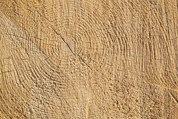 sawn wood texture