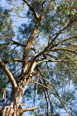 Eucalyptus