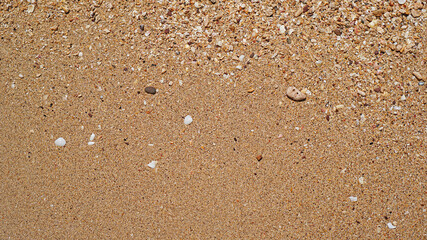 Seashells on the beach sand, In summer, Texture background, Top view