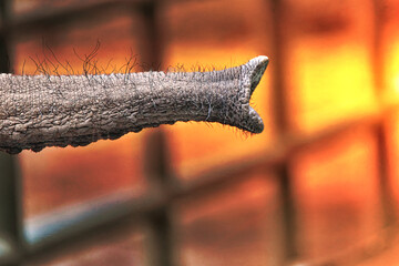 Close-up of the trunk of an African elephant (Loxodonta africana), isolated against a blurred background with bokeh, concept image for take, want, grab, animal