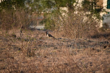 black tailed hawk