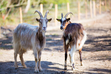 Deux boucs