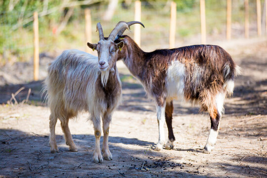 Deux boucs