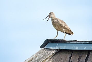 Upset Sandpiper