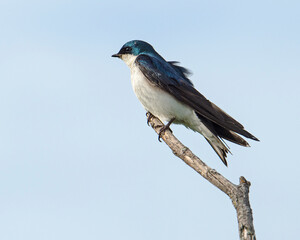 Tree Swallow