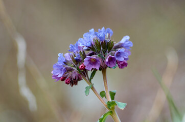 Violet cowslip primrose flowers in April