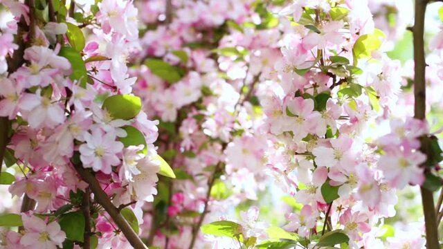 Begonia flowers bloom in spring