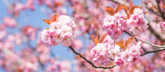 Cerisier rose du Japon