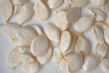 White pumpkin seeds drying on a white background