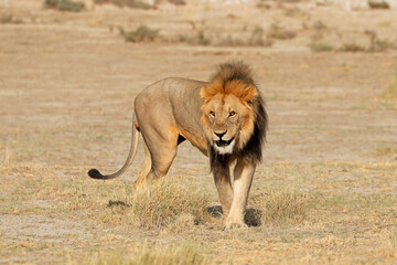 Big male African lion (Panthera leo) in natural habitat, Etosha National Park, Namibia.