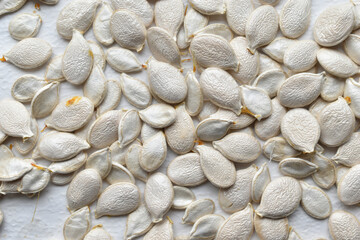 White pumpkin seeds drying on a white background
