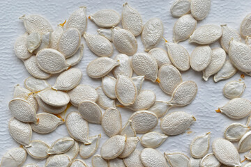White pumpkin seeds drying on a white background