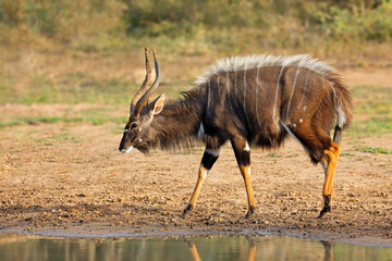 Male nyala antelope (Tragelaphus angasii), Mkuze game reserve, South Africa.