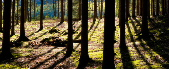 sunset in the forest. sun rays in the wood