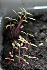 Small flower seedlings and shoots in the ground