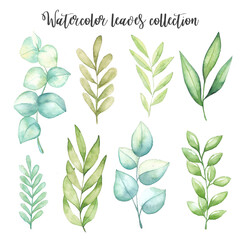 Watercolor leaves set