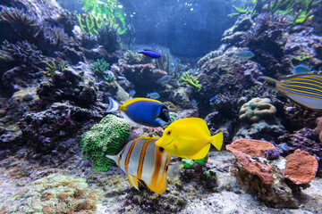 Underwater ocean - fish and coral reef © Photocreo Bednarek