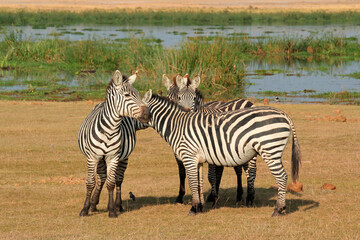 Fototapeta na wymiar Plains zebras (Equus burchelli) in natural habitat, Amboseli National Park, Kenya.