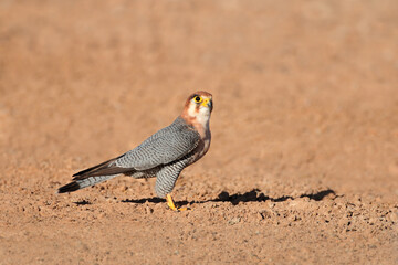 A red-necked falcon (Falco chicquera) sitting on the ground, Kalahari desert, South Africa.