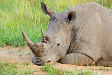 Fototapeta premium Portrait of a white rhinoceros (Ceratotherium simum) resting in natural habitat, South Africa.