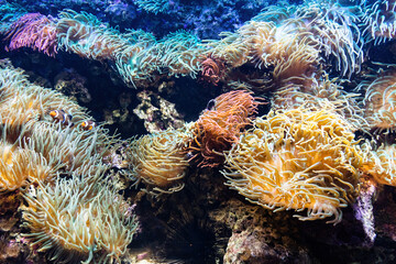 Naklejka na ściany i meble Underwater ocean - fish and coral reef