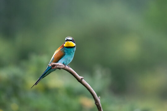 Bee-eater on the hunt