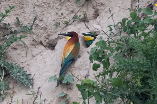a couple of bee-eaters in a nest dug in the ground