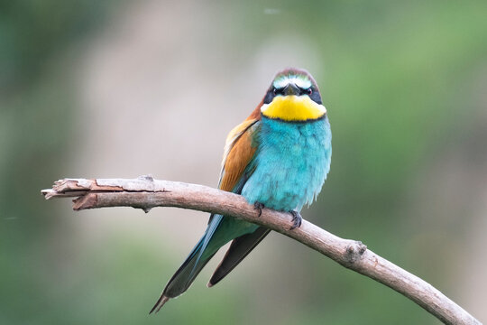 Bee-eater straightly staring at you