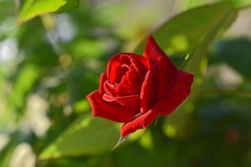 Red juicy rosebud close-up in summer greenery