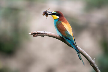 A bee-eater with a wasp in its beak