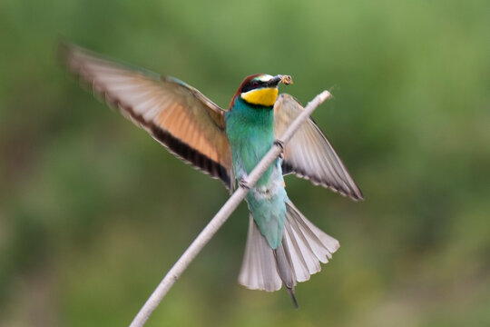 Bee-eater catching a prey